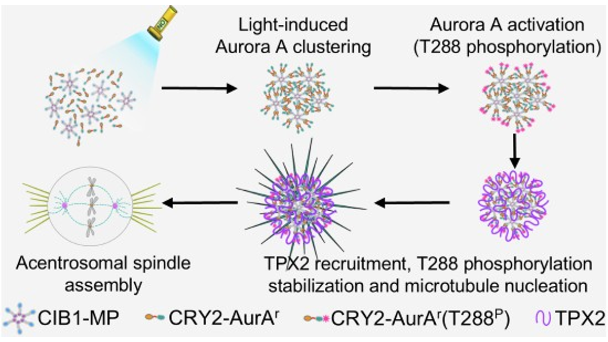 IISc Uses Blue Light to Control Spindle Assembly in Engineered Human Cells